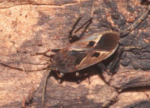 Rhyparochromus pini